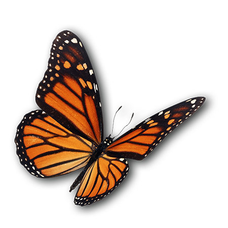 Papillon
