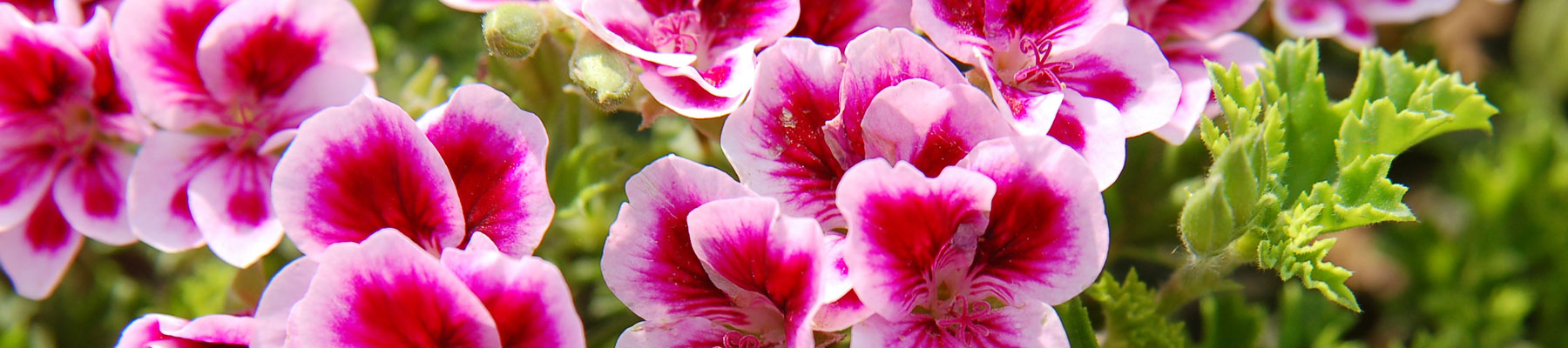 Fleurs
