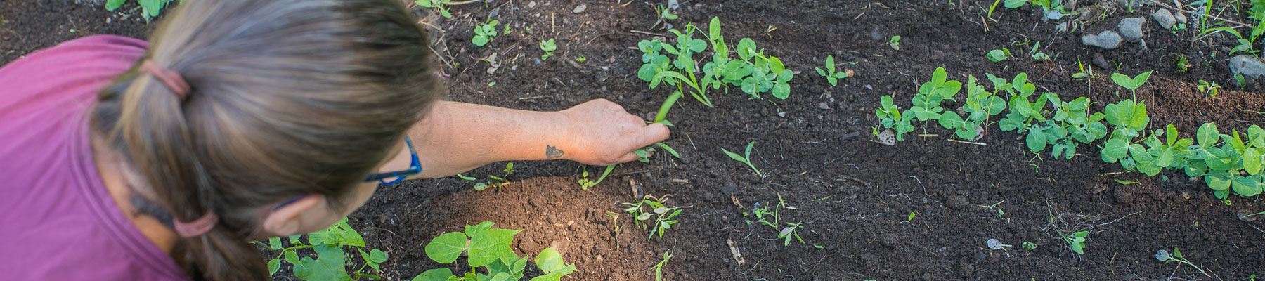 Jardin à la Ferme Héritage Miner