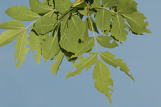Feuilles de frênes
